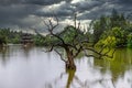 Dead tree in the Black Dragon Pool Park in the rain