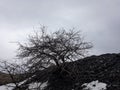 Dead tree on the black hill