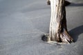 Dead tree on black sand beach, Nang Thong beach in Khao Lak, Thailand