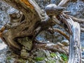 A dead tree blocks the trail in the Imbros Gorge near Chania, Crete on a bright sunny day Royalty Free Stock Photo