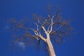 Dead tree on blue sky Royalty Free Stock Photo