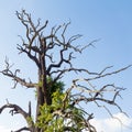 Dead tree