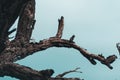 Dead tree on blue sky background, Dead branches of a tree.Dry tree branch.Part of single old and dead tree on blue sky background