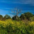 Dead tree with blue sky and grass Royalty Free Stock Photo