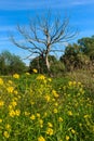 Dead tree with blue sky and grass Royalty Free Stock Photo