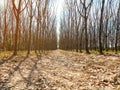 Dead tree with the blue sky, in nature landscape of winter meadow of Thailand. Royalty Free Stock Photo