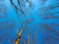 Dead tree with the blue sky, in nature landscape of winter meadow of Thailand. Royalty Free Stock Photo