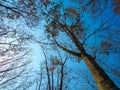 Dead tree with the blue sky, in nature landscape of winter meadow of Thailand. Royalty Free Stock Photo