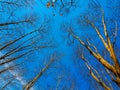 Dead tree with the blue sky, in nature landscape of winter meadow of Thailand. Royalty Free Stock Photo