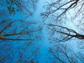 Dead tree with the blue sky, in nature landscape of winter meadow of Thailand. Royalty Free Stock Photo