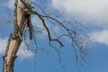 Dead tree with blue sky and white cloud Royalty Free Stock Photo