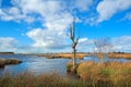 Dead tree on bog Royalty Free Stock Photo