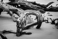 Dead Tree Boneyard Beach Florida 5 - Black and White Coastal Driftwood Nature Photo Royalty Free Stock Photo