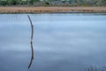 Dead tree brach sticking out of a still water lake Royalty Free Stock Photo