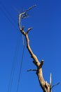 Dead Tree Branch