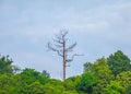 Dead tree branch against blue sky . Royalty Free Stock Photo