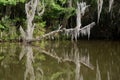 Dead Tree Branch Covered in Spanish Moss in New Orleans Royalty Free Stock Photo