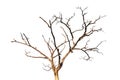 Dead tree branch isolated Royalty Free Stock Photo