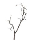 Dead tree branch isolated on white background Royalty Free Stock Photo