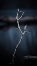 a dead tree branch in the middle of a lake