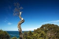 Dead tree branch with ocean background Royalty Free Stock Photo