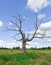 Dead tree branch on sky background Royalty Free Stock Photo