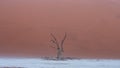 Dead tree and  branches against the backdrop of a red desert dune at Deadvlei pan, located in Sossusvlei National Park, a popular Royalty Free Stock Photo