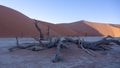 Dead tree and  branches against the backdrop of a red desert dune at Deadvlei pan, located in Sossusvlei National Park, a popular Royalty Free Stock Photo