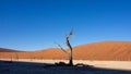 Dead tree and  branches against the backdrop of a red desert dune at Deadvlei pan, located in Sossusvlei National Park, a popular Royalty Free Stock Photo