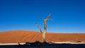 Dead tree and  branches against the backdrop of a red desert dune at Deadvlei pan, located in Sossusvlei National Park, a popular Royalty Free Stock Photo