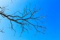 Dead tree branches against blue sky