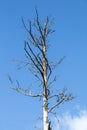 Dead Tree and Branches Against Blue Sky Royalty Free Stock Photo