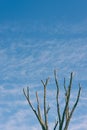 Dead tree branches against a blue sky