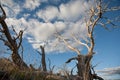 Dead tree branches against blue sky Royalty Free Stock Photo