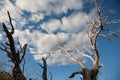 Dead tree branches against blue sky Royalty Free Stock Photo