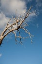 Dead tree branches against blue sky Royalty Free Stock Photo