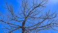 Dead tree branches against blue sky in winter season. Royalty Free Stock Photo