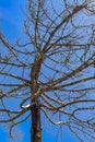 Dead tree branches against blue sky in winter season. Royalty Free Stock Photo