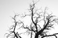 Dead tree branches in black and white Royalty Free Stock Photo