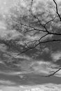 dead tree branches in black and white Royalty Free Stock Photo