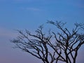 A dead tree branches with blue sky behind Royalty Free Stock Photo
