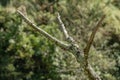 Dead tree branches, the brown wood has turned green because of moss and fungus Royalty Free Stock Photo