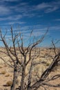 Dead tree branches before a dry desert plain with brown grasses, blue sky with wispy clouds