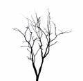 Dead tree branches isolated.