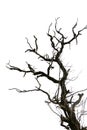 Dead tree branches isolated. Royalty Free Stock Photo