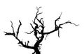 Dead tree branches isolated. Royalty Free Stock Photo