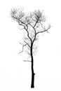 Dead tree branches isolated on white Royalty Free Stock Photo