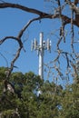 Dead tree branches live trees and a cell tower