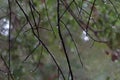 Dead Tree Branches Tipped With Raindrops Royalty Free Stock Photo