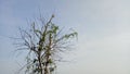 Dead tree branches and vines wrapped around trees and sky background Royalty Free Stock Photo